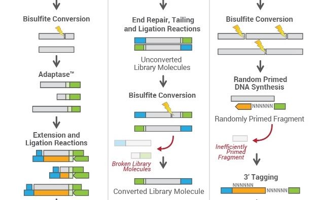 gene target solutions