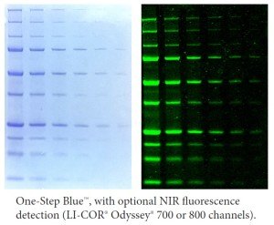 Biotium One Step Blue Protein Gel Stain