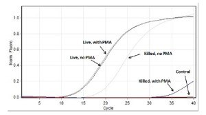 pmalite1