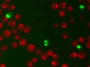 nucview 488 mitoview 633 apoptosis kit