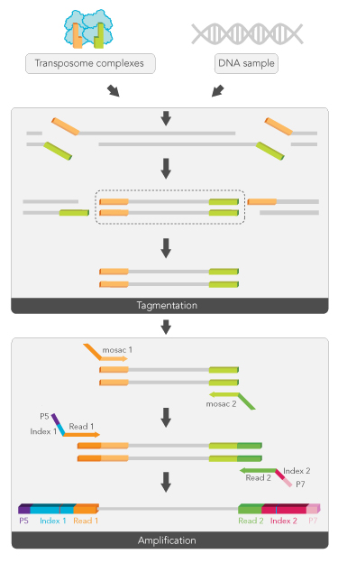 gene target solutions